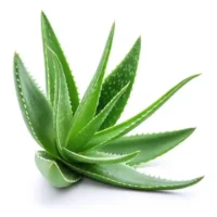 Cooling and anti-inflammatory. Soothes sun-stressed skin and accelerates natural healing.